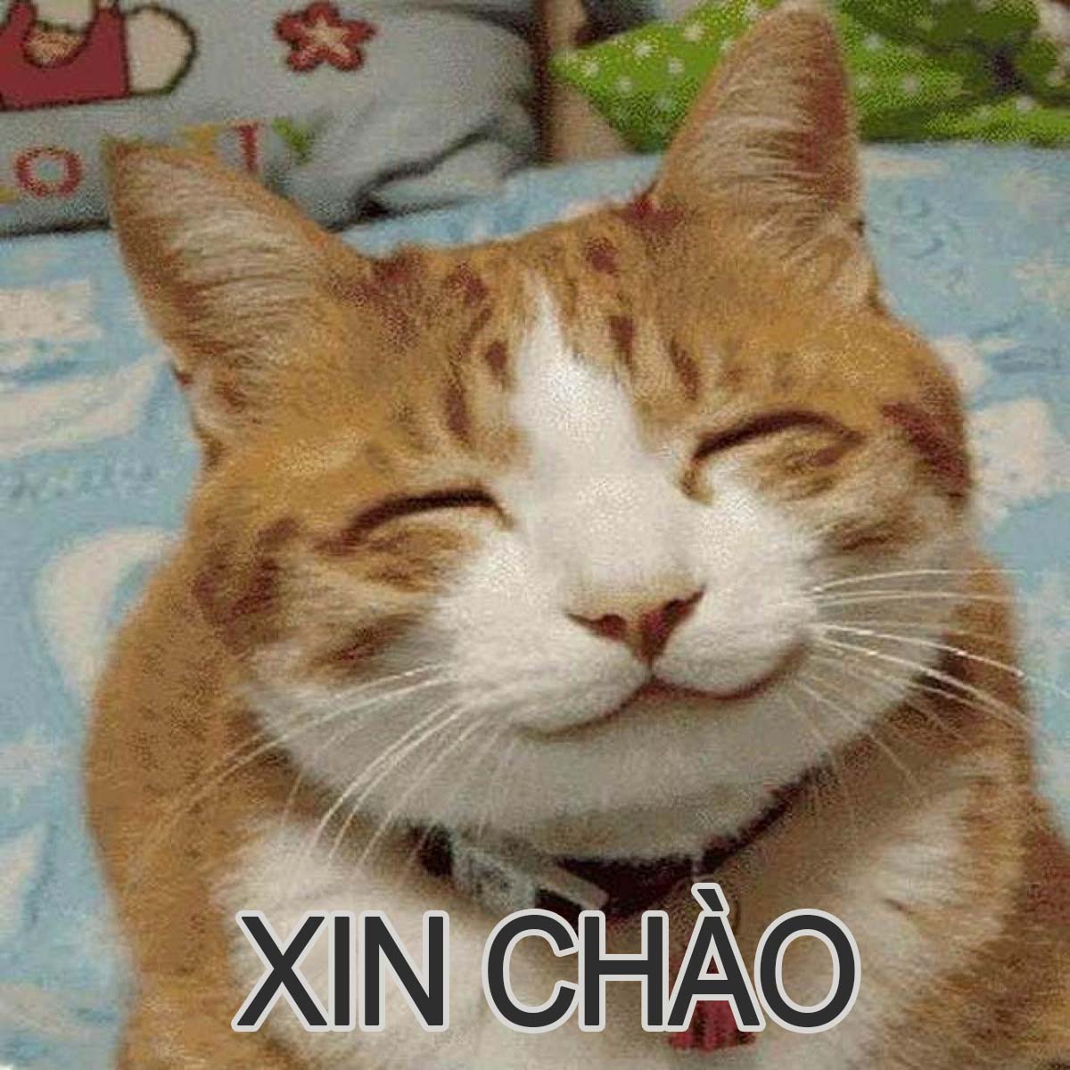 Tải hình ảnh meme Mèo xin chào